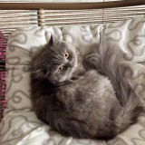 mia