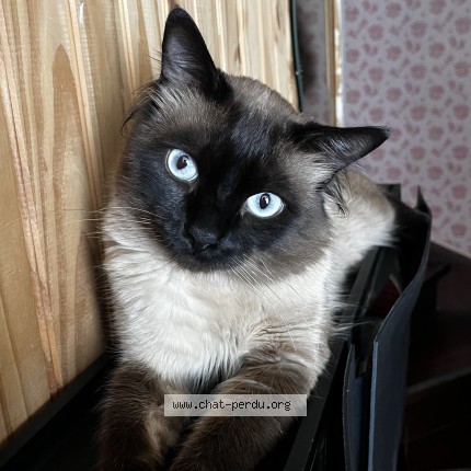 Photo of a cat found in Aulnoy Lez Valenciennes
