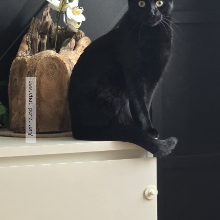 Foto 1/1 Kat teruggevonden Vermist in Schaerbeek