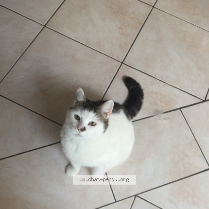 Foto 1/1 Coco Kat vermist in Alleur