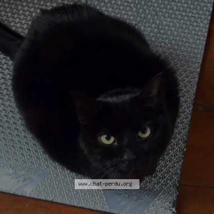 Photo of a cat found in Nexon