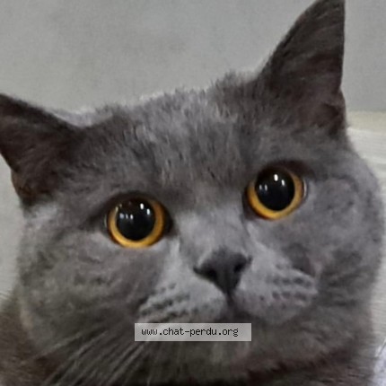 Foto 1/1 Kat teruggevonden Vermist in Bruxelles