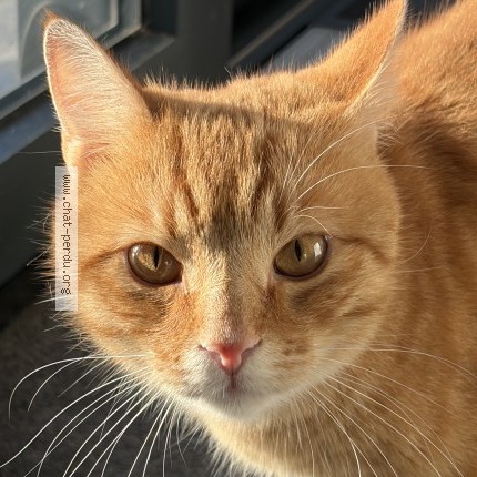 Foto 1/1 Gucci Kat vermist in Ottignies Louvain La Neuve