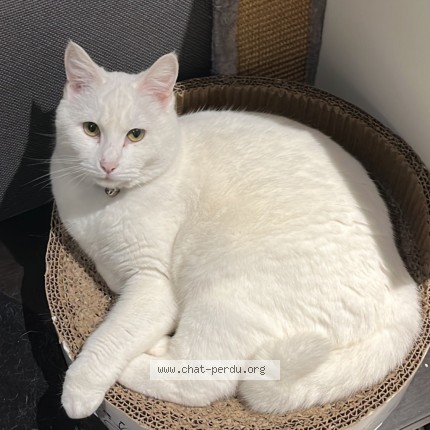 Photo of a cat found in Decines Charpieu