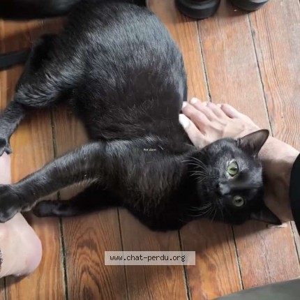 Photo of a cat found in Metz