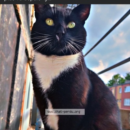 Foto 1/1 salem Kat vermist in Beyne Heusay