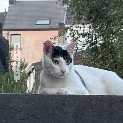 Foto 1/4 Kat gevonden Gevonden in Namur Salzinnes