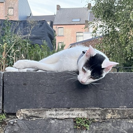 Foto 2/4 Kat gevonden Gevonden in Namur Salzinnes