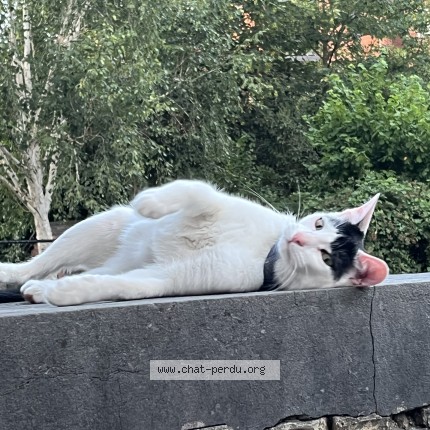 Foto 3/4 Kat gevonden Gevonden in Namur Salzinnes