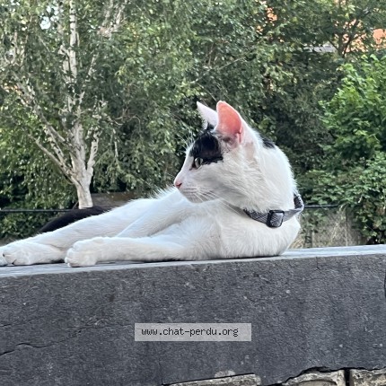 Foto 4/4 Kat gevonden Gevonden in Namur Salzinnes