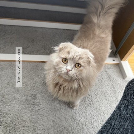Foto 1/1 Saiyen Kat vermist in Woluwe Saint Pierre