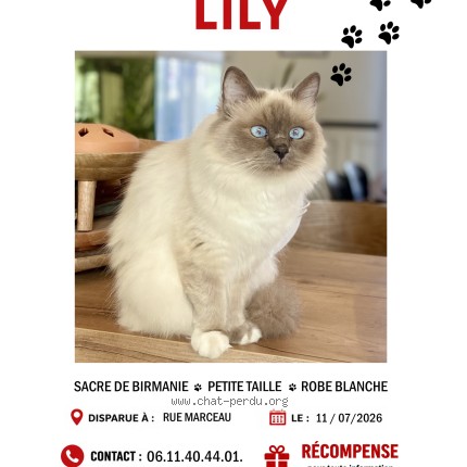 Photo of a cat found in Le Havre