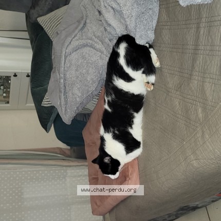 Photo of a cat found in St Georges D Esperanche