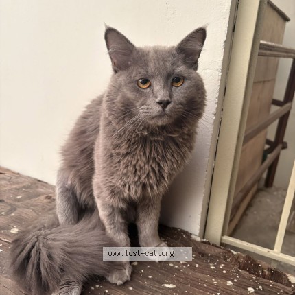 Picture of cat lost at Karachi