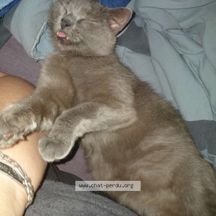 Photo of a cat found in Roye