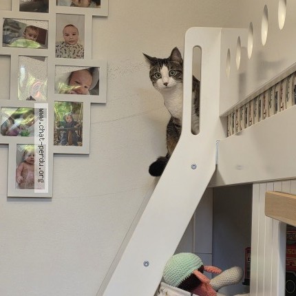 Foto 1/3 Freyja Katze verloren in Bassins