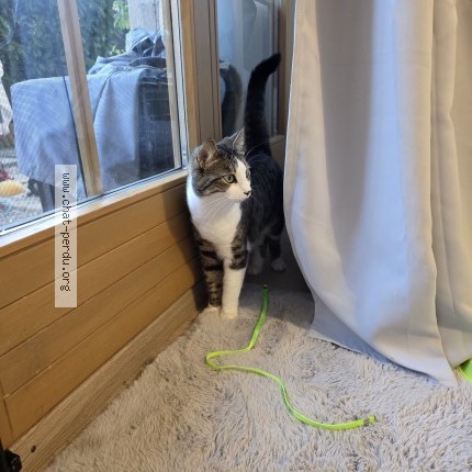 Foto 2/3 Freyja Katze verloren in Bassins