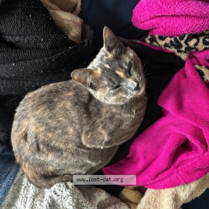 Foto de gato perdido em Porto Alegre