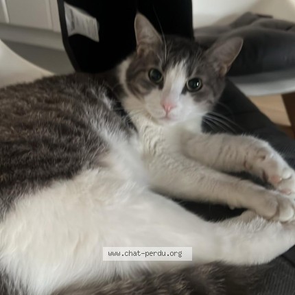 Foto 1/1 Luna Kat vermist in Gent
