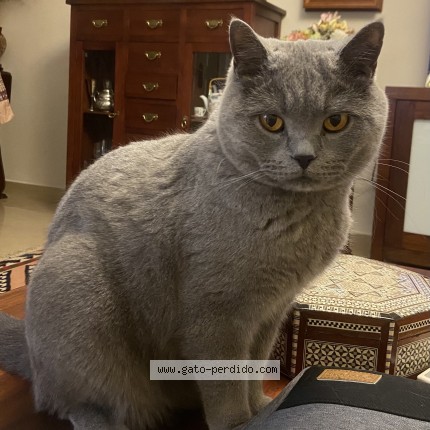 Photo of a cat found in Guadalmina Alta