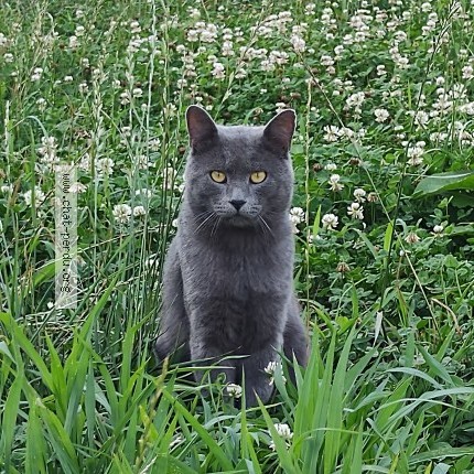 Foto 1/1 Yoshi Kat vermist in Grand Bigard