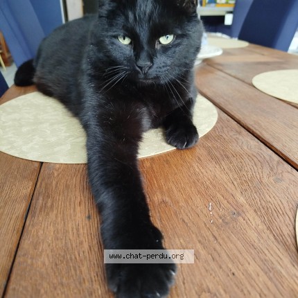Photo of a cat found in Longeville En Barrois