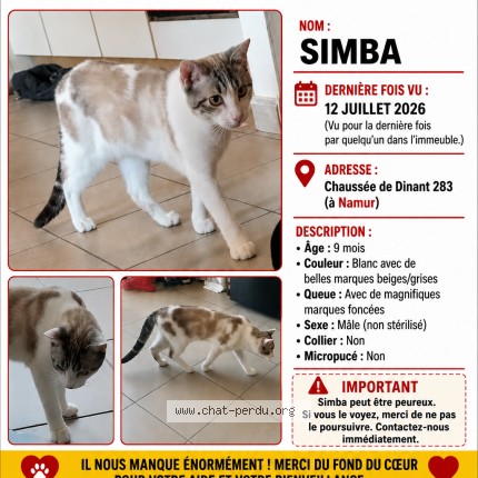 Foto 1/1 Simba Kat vermist in Namur