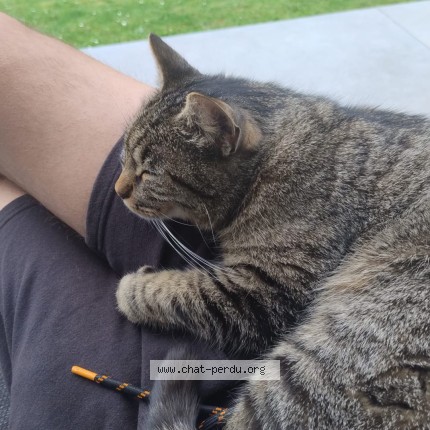 Foto 1/1 Bretzel Kat vermist in Andenne