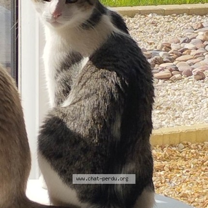 Photo of a cat found in Audrieu