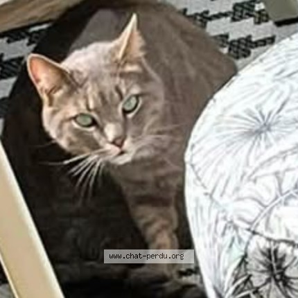 Photo of a cat found in Lorient