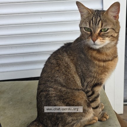 Photo of a cat found in Allonnes