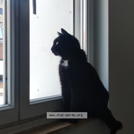 Photo of a cat found in Boismande