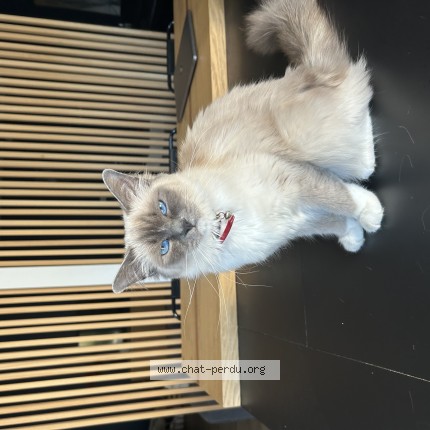 Photo of a cat found in Saint Chamond