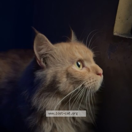 Picture of cat lost at Lahore