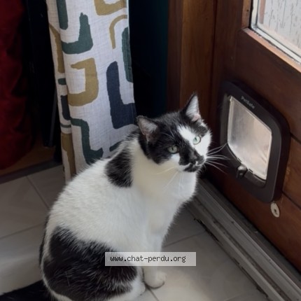 Photo of a cat found in Agde