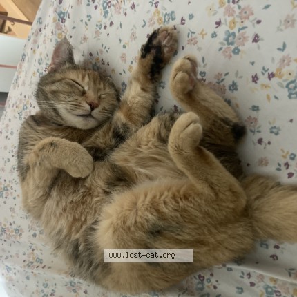 Photo 1/1 luna Cat lost in Syracuse