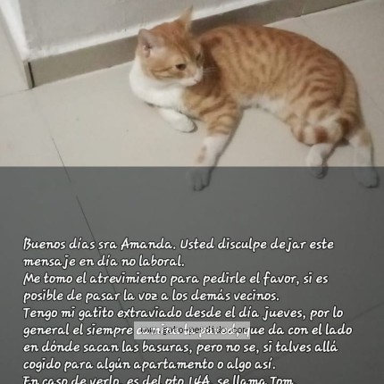 Photo of a cat found in Barranquilla
