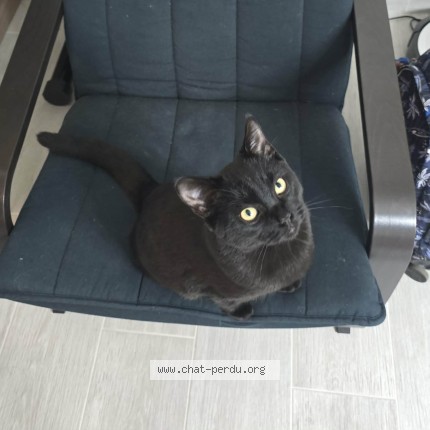 Foto 1/1 Pepper Kat vermist in Tertre