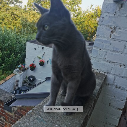 Foto 1/3 Kat gevonden Gevonden in Salzinnes