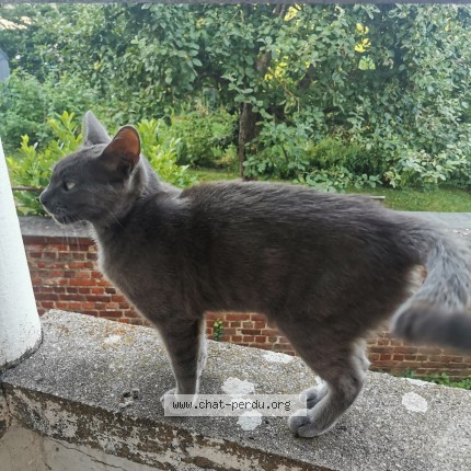 Foto 2/3 Kat gevonden Gevonden in Salzinnes
