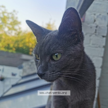 Foto 3/3 Kat gevonden Gevonden in Salzinnes