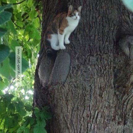 Foto 1/1 Mado Vicca Kat vermist in Terwagne