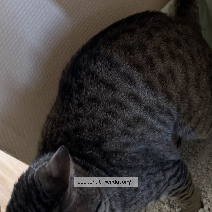 Photo of a cat found in Villabe