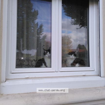 Photo of a cat found in Isbergues