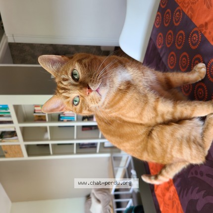 Photo of a cat found in Metz
