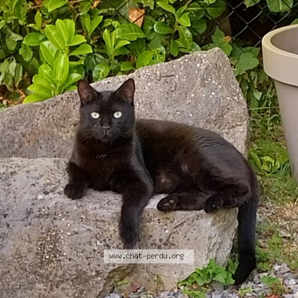 Foto 1/1 Doudou Kat vermist in Olne
