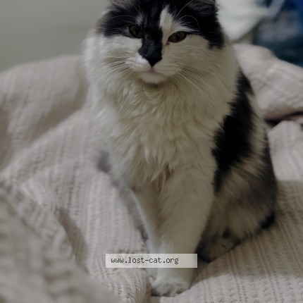 Photo 1/1 Rocket Cat lost in Wah Cantt