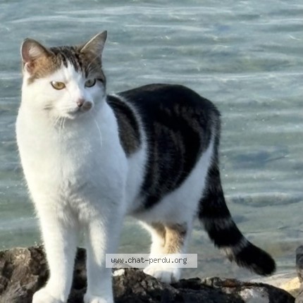Foto 1/1 Zanyia Katze verloren in Sugnens