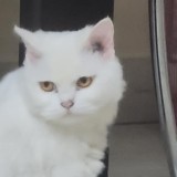 Billo