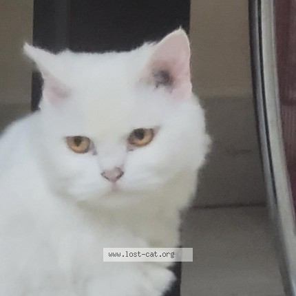 Photo 1/1 Billo Cat lost in Patna